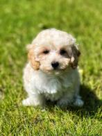 Maltipoo pupjes hier geboren ,hypoallergeen, België, CDV (hondenziekte), 8 tot 15 weken, Meerdere