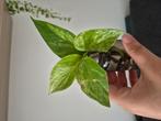 Scindapsus marble queen stek, Huis en Inrichting, Kamerplanten, Ophalen, Overige soorten, Minder dan 100 cm