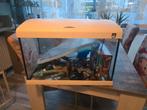 Compleet aquarium, Ophalen of Verzenden, Zo goed als nieuw, Gevuld zoetwateraquarium