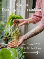 Cursus kamerplanten stekken! Stekjes, stek, plantjes, Ophalen, Overige soorten, Minder dan 100 cm