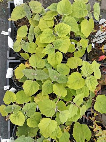 Anna paloma boompjes, paulownia tomentosa 50cm hoog  beschikbaar voor biedingen