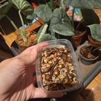 Verschillende alocasia knollen te koop, Huis en Inrichting, Kamerplanten, Ophalen of Verzenden, Halfschaduw, Minder dan 100 cm