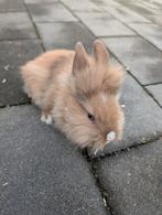 Lief leeuwenkop mannetjes konijn 8 weken oud, Dieren en Toebehoren, Mannelijk, Dwerg
