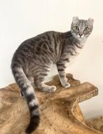 American curl | jonge poezen | lief | stamboom | gezond, Dieren en Toebehoren, Katten en Kittens | Overige Katten, Poes