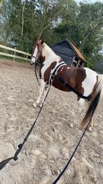Logeersingel met elastiek, Dieren en Toebehoren, Paarden en Pony's | Hoofdstellen en Tuigage, Verzenden, Zo goed als nieuw, Springen