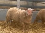 Super beste zuivere rouge dekrammen, Dieren en Toebehoren, Schapen, Geiten en Varkens, Mannelijk, Schaap