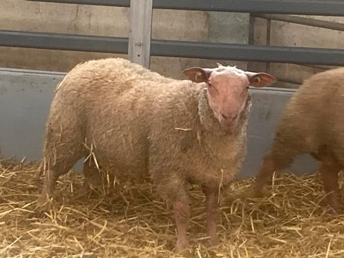 Super beste zuivere rouge dekrammen, Dieren en Toebehoren, Schapen, Geiten en Varkens, Schaap, Mannelijk