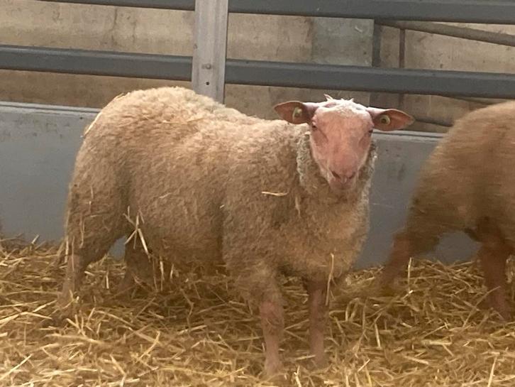 Super beste zuivere rouge dekrammen, Dieren en Toebehoren, Schapen, Geiten en Varkens, Schaap, Mannelijk
