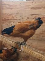 Te koop jonge vorwerk hennen, Dieren en Toebehoren, Vrouwelijk, Kip