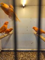 Diverse kanaries, Meerdere dieren, Kleurkanarie