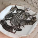 Kittens Europese korthaar, Dieren en Toebehoren, Meerdere dieren, Kortharig, 0 tot 2 jaar
