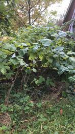 Veel frambozen planten, Tuin en Terras, Ophalen of Verzenden, Overige soorten, Minder dan 100 cm