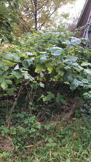 Veel frambozen planten  beschikbaar voor biedingen