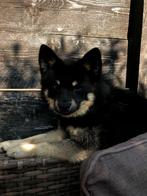 Pomsky Reu , 5 kilo , 14 maanden, Dieren en Toebehoren, Reu, 1 tot 2 jaar, Poolhond, Eén hond