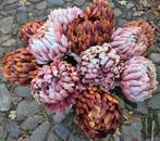 CHRYSANT ANANAS- KUNST - 2 KLEUREN, Huis en Inrichting, Ophalen of Verzenden, Nieuw