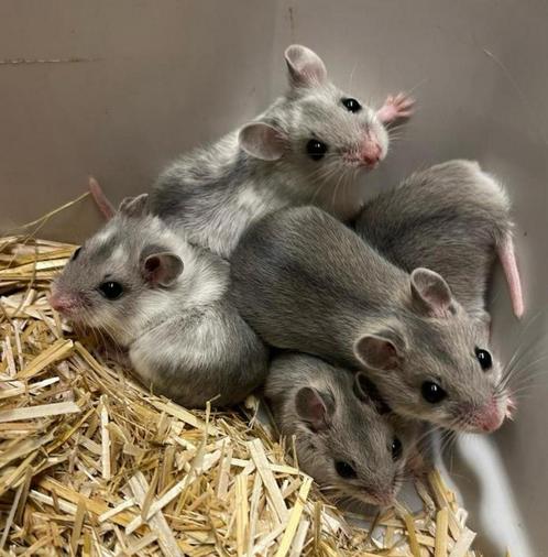 Tamme jonge Chinese dwerghamsters, Dieren en Toebehoren, Knaagdieren, Vrouwelijk, Hamster, Na 1 juli 2024, Tam