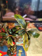 Een stukje kienhout met 2 prachtige bucephalandra soorten., Dieren en Toebehoren, Ophalen of Verzenden, Plant(en), Steen of Hout