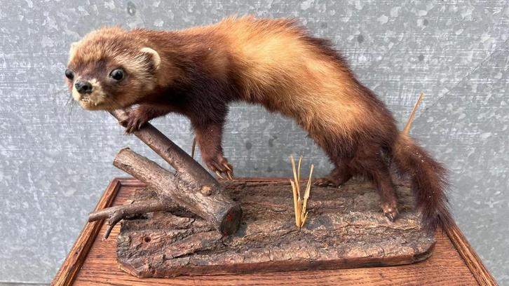 Opgezette Marter op Houten Voet, Verzamelen, Dierenverzamelingen, Zo goed als nieuw, Opgezet dier, Wild dier, Ophalen