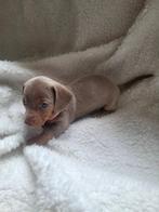 Dwergteckel pups, Dieren en Toebehoren, Rabiës (hondsdolheid), 8 tot 15 weken, Korthaar, Dwerg