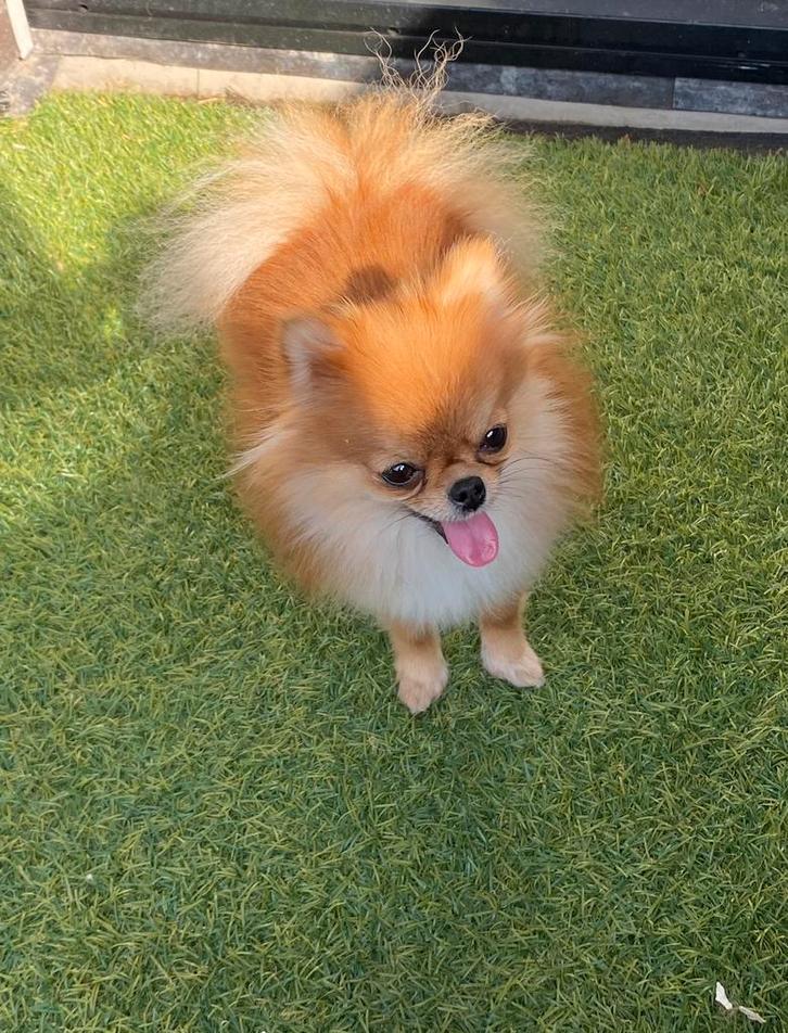 Pomeriaan Lizzy met stamboom, Dieren en Toebehoren, Honden | Poolhonden, Keeshonden en Oertypen, Teef, Overige rassen, Particulier