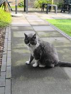 Gratis Brits Korthaar, kater, 9 jaar (lees advertentie), Dieren en Toebehoren, Kater, Gechipt, 6 jaar of ouder
