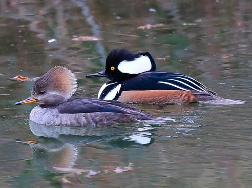 Siereenden, Dieren en Toebehoren, Pluimvee, Eend, Meerdere dieren