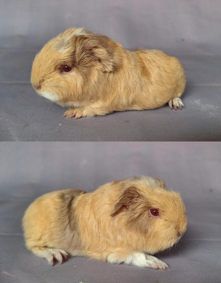 Jong Ch teddy beertje - beige/saffraan/wit, Dieren en Toebehoren, Knaagdieren, Mannelijk, Cavia, September, Tam