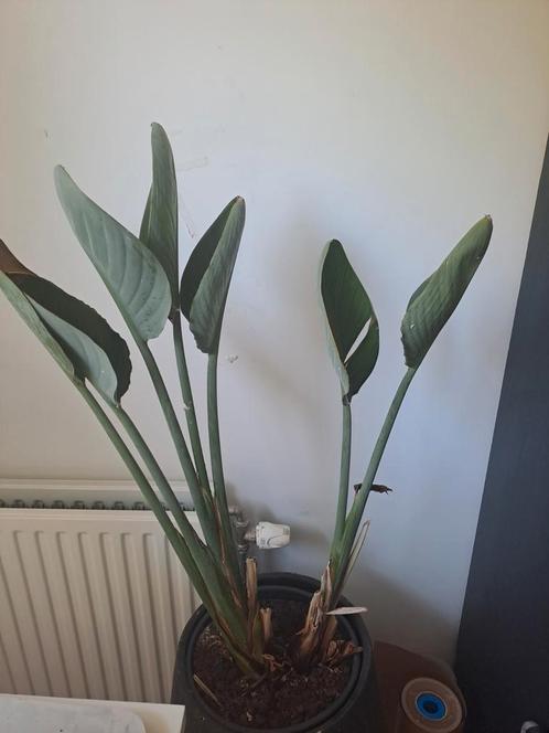 Strelitzia reginae, Huis en Inrichting, Kamerplanten, Overige soorten, Minder dan 100 cm, Ophalen