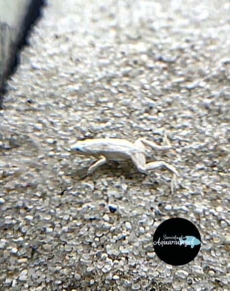 Hymenochirus boettgeri platinum - dwergklauwkikker platinum, Dieren en Toebehoren, Vis, Zoetwatervis