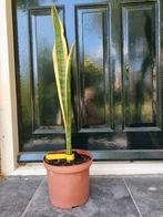 Sanseveria, Huis en Inrichting, Kamerplanten, Groene kamerplant, Ophalen, Overige soorten, Minder dan 100 cm
