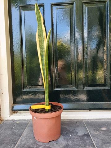 Sanseveria beschikbaar voor biedingen