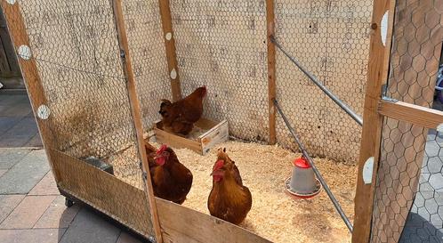 kip, Dieren en Toebehoren, Knaagdieren en Konijnen | Hokken en Kooien, Zo goed als nieuw, Hok, Minder dan 60 cm, Ophalen of Verzenden