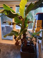 Bananenplant in pot, Ophalen of Verzenden
