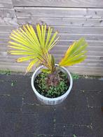 Gratis palmboom, Ophalen, Bloeit niet, Overige soorten, Volle zon