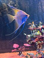 Pterophyllum Santa Isabel, Dieren en Toebehoren, Vissen | Aquariumvissen, Vis, Zoetwatervis, Schoolvis