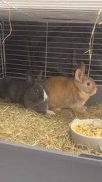 Twee rammetjes te koop met toebehoren, Dieren en Toebehoren, Konijnen, Mannelijk, Dwerg, 0 tot 2 jaar