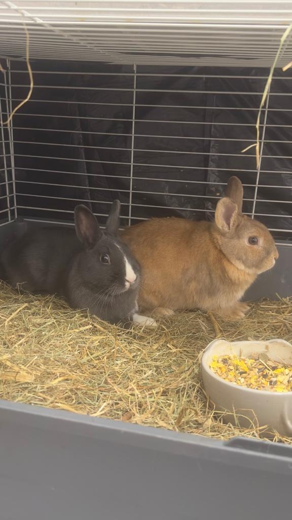 Twee rammetjes te koop met toebehoren, Dieren en Toebehoren, Konijnen, Dwerg, Mannelijk, 0 tot 2 jaar