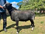 Zwartbles fok ram stamboek, Dieren en Toebehoren, Schapen, Geiten en Varkens, Mannelijk, Schaap