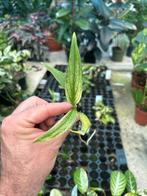 Epipremnum pinnatum silver variegata, Huis en Inrichting, Kamerplanten, Overige soorten, In pot, Minder dan 100 cm, Groene kamerplant
