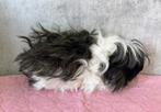Lunkarya cavia, Cavia, Mannelijk, November, Tam