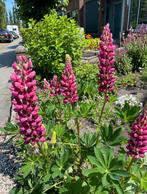 Lupine zaad/zaadjes 20 stuks, Ophalen of Verzenden, Voorjaar, Volle zon, Zaad