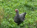 Noord hollandse blauwe, kippen, 2 hennen 1 haan, Dieren en Toebehoren, Meerdere dieren, Kip
