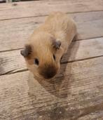 California cavia beer, Dieren en Toebehoren, Knaagdieren, Juli, Mannelijk, Cavia