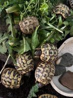 Griekse landschildpad, Amfibie, 0 tot 2 jaar