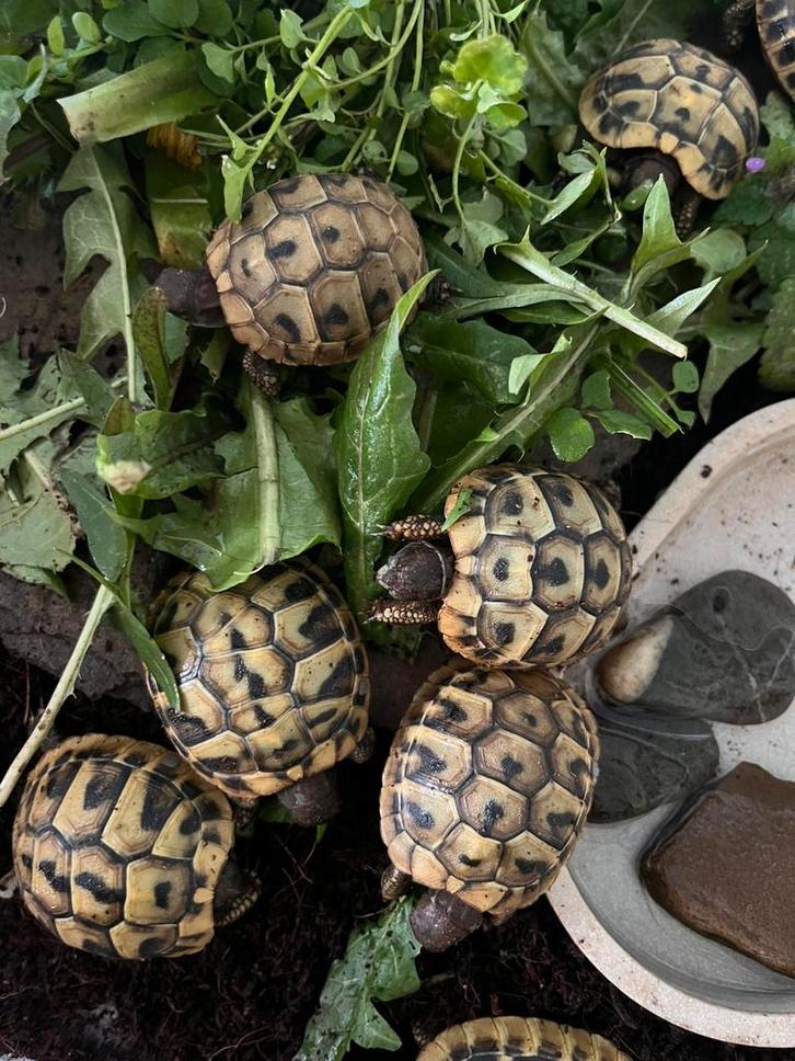 Griekse landschildpad
