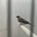 Witstuit edelzanger, Dieren en Toebehoren, Vogels | Kanaries, Vrouwelijk, Kleurkanarie