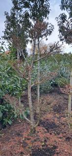 Larix kaempferi tuinbonsai vormsnoei 200+ cm hoog, Bloeit niet, Overige soorten, 100 tot 250 cm, Ophalen