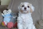 Maltipoo, Dieren en Toebehoren, Honden | Chihuahua's en Gezelschapshonden, Overige rassen, 8 tot 15 weken, Teef, Meerdere