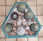 unieke plantenbakken met cactussen, Ophalen, Volle zon