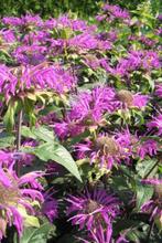 Monarda Prärienacht ( bergamotplant)in een P9 pot., Volle zon, Vaste plant, Zomer, Ophalen